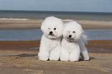 BICHON FRISE 083